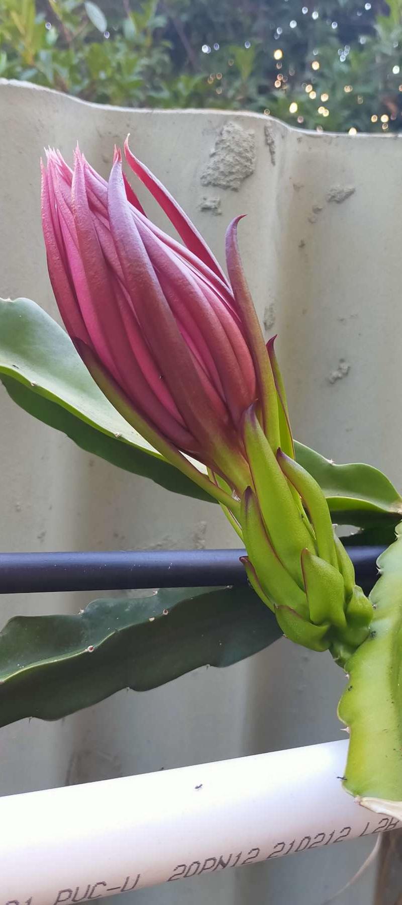 Buds about to open